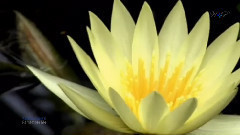 音乐短片 - Remember Me