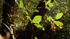 音乐短片 - 叶落言秋