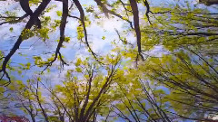 音乐短片 - Majid Entezami