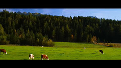 音乐短片 - 奥地利阮绍和达赫斯坦旅游指南