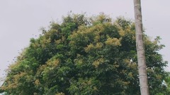 音乐短片 - 知更鸟