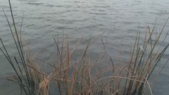 音乐短片 - 义乌福田湿地公园芦花荡