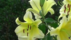 音乐短片 - Since Olden Times