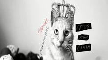 Vasilis Babounis - Gatos Stin Ekali
