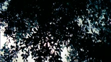 杨丞琳 - 倔强