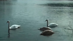 音乐短片 - Tears On The Heather