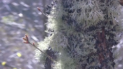 音乐短片 - 巴赫B小调慢板