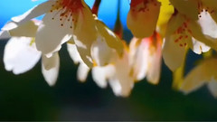 音乐短片 - YouAreMyDestiny