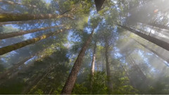 音乐短片 - A Woodland Night