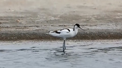 音乐短片 - 反嘴鹬