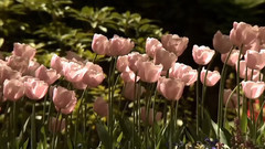 音乐短片 - A Time For Us