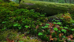 音乐短片 - 日本长野县北八岳幽灵森林