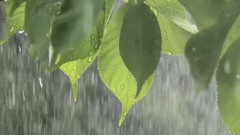 音乐短片 - 听雨