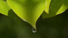 音乐短片 - Tears In Pink Rain