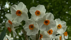 音乐短片 - 暗香