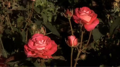 音乐短片 - 陪伴