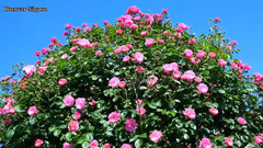 音乐短片 - 日本东京神代植物公园