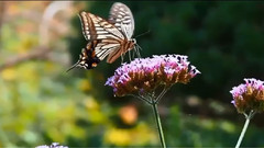 音乐短片 - 蝶舞