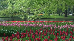 音乐短片 - 库肯霍夫2013