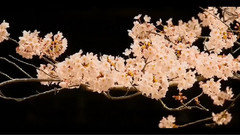 音乐短片 - Missing