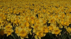 音乐短片 - To Vals Tou Gamou