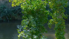 音乐短片 - 野生动植物