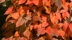 音乐短片 - Loving You