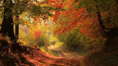 音乐短片 - Autumn