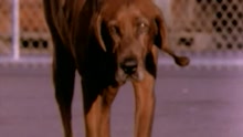 Bloodhound Gang - Mama Say