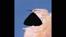 Chairlift - Moth