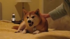 音乐短片 - Funny Shiba Inu Video Animals