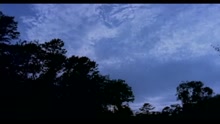 Carly Simon - Blackbird (Video)