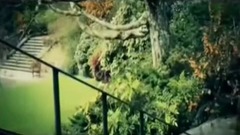 音乐短片 - 爱尔兰民谣