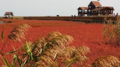 音乐短片 - 醉人的红海滩