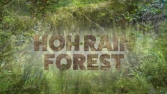 音乐短片 - 夏季的雨林