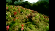 Crazy Town - Butterfly
