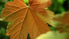 音乐短片 - 春华秋实