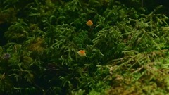 音乐短片 - 白马原始森林覆盖着苔藓和树叶