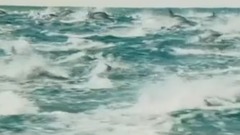 音乐短片 - Born to Die