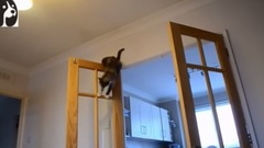 音乐短片 - Challenge The Lost Cat