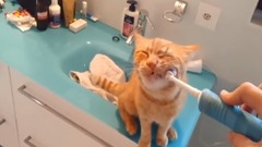 音乐短片,萌宠 - 主人打开电动牙刷猫就像吃薄荷