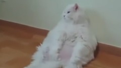 萌宠 - TOP 10 LAZIEST CATS 2015