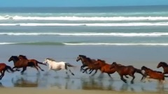 音乐短片 - 美女与骏马