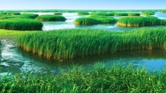 音乐短片 - 盘锦芦苇荡