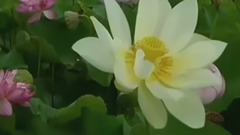 音乐短片 - 古筝 高山流水