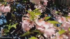 音乐短片 - 纯音乐小提琴曲 夜莺小夜曲