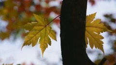 音乐短片 - 日本长野县白驹池的苔藓红叶美景