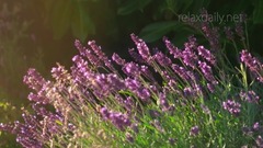 音乐短片 - 沁人心扉清新自然的旋律