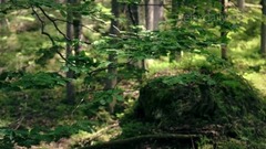 音乐短片 - 沉思冥想享受自然的宁静