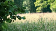 音乐短片 - 感受自然的宁静美妙动听的音乐